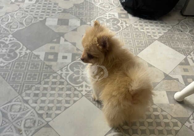 Toy Pomeranian Puppy for sale in Sheffield, South Yorkshire