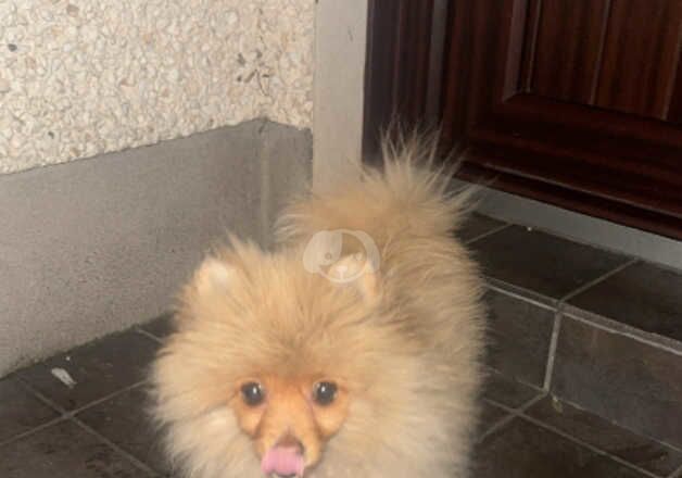 Pomeranians for sale in Sheffield, South Yorkshire