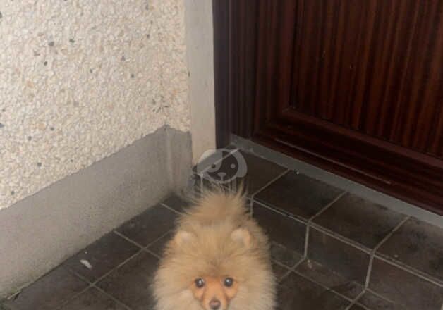 Pomeranian Puppies for sale in South Yorkshire