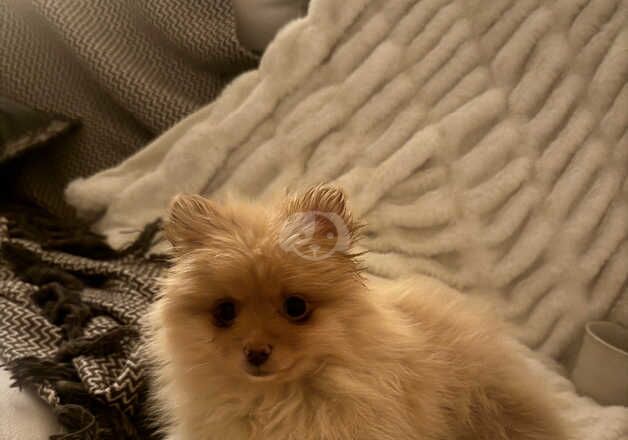 Pomeranian Puppies for sale