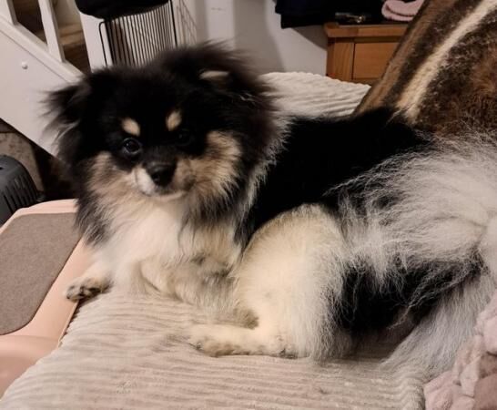 Tri-coloured Pomeranian Male for sale in Didcot, Oxfordshire