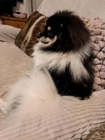 Tri-coloured Pomeranian Male for sale in Didcot, Oxfordshire - Image 2