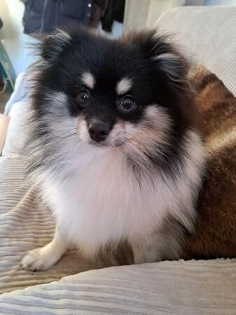 Tri-coloured Pomeranian Male for sale in Didcot, Oxfordshire - Image 4