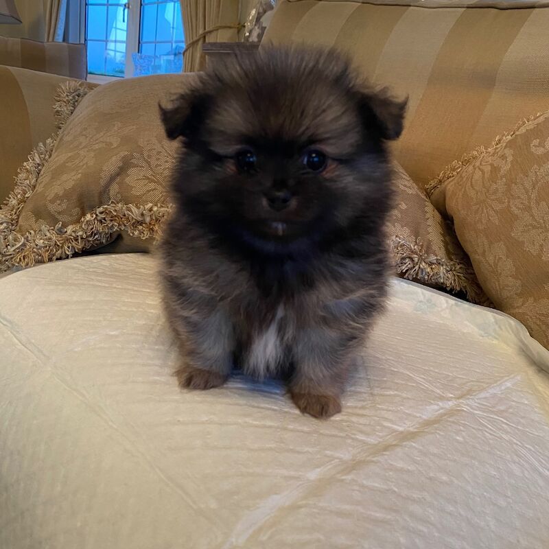 true Pomeranians for sale in Cambridgeshire - Image 1