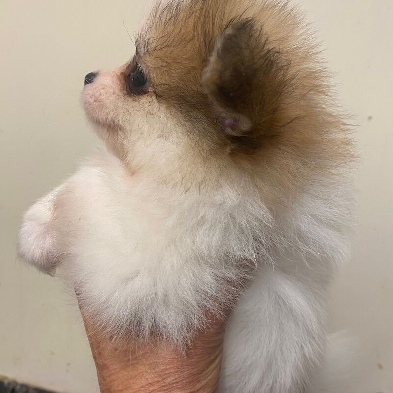 Pomeranians for sale in Cambridgeshire