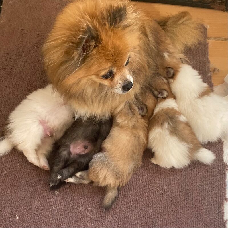 Pomeranian Puppies for sale in Cambridgeshire