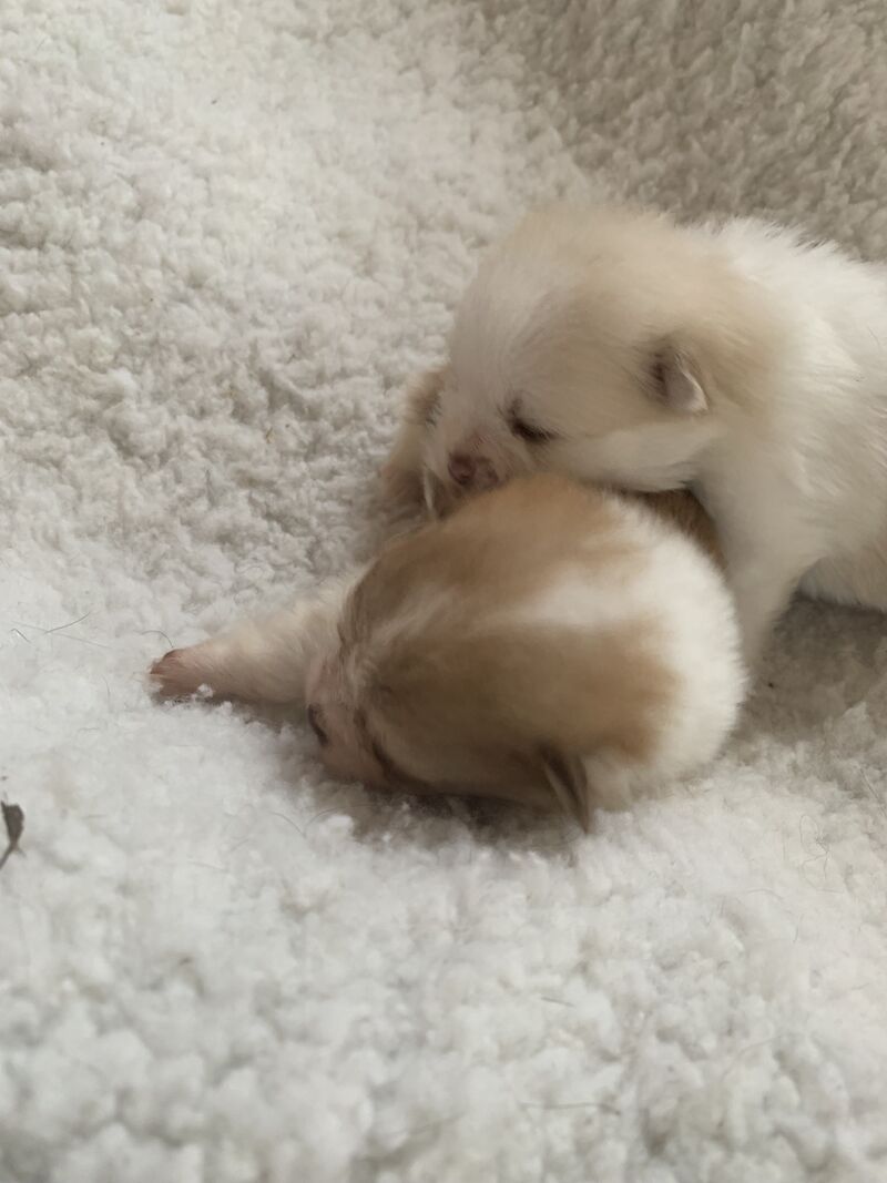 True Pomeranians for sale in Cambridge, Cambridgeshire - Image 1