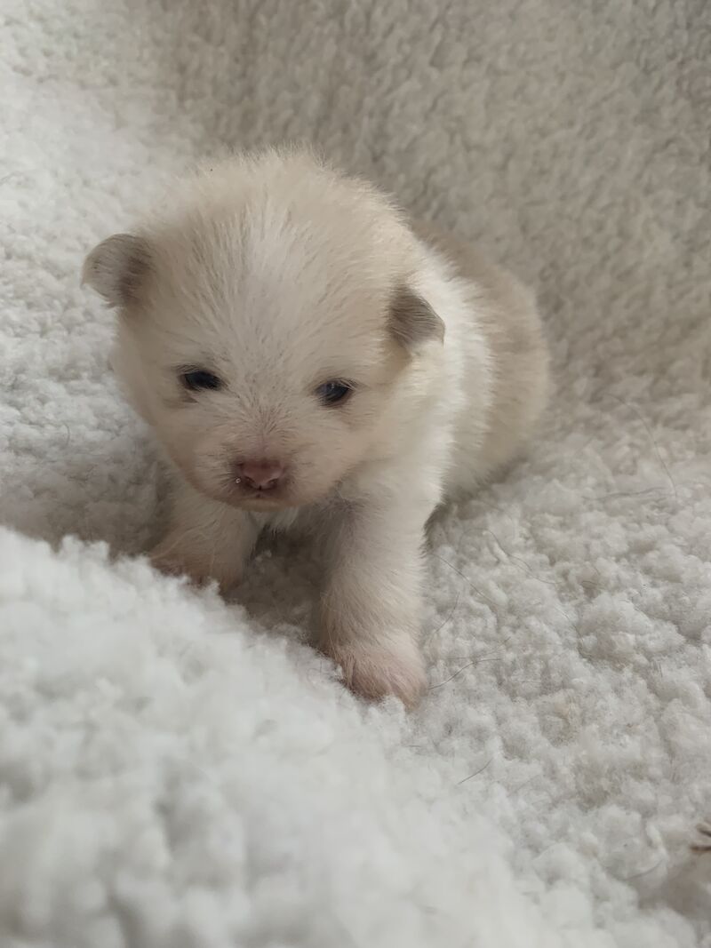 True Pomeranians for sale in Cambridge, Cambridgeshire - Image 2