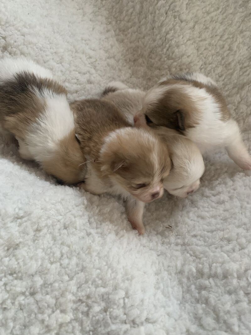 Pomeranian Puppies for sale in Cambridgeshire