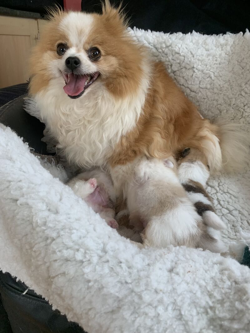 True Pomeranians for sale in Cambridge, Cambridgeshire - Image 4