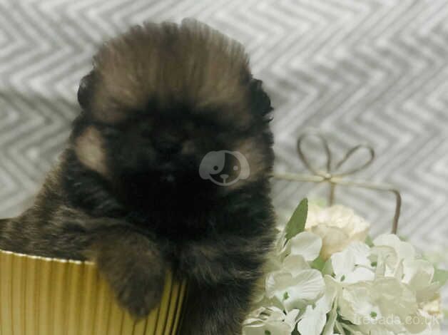 True quality Pomeranian's for sale in Liverpool, Merseyside - Image 3