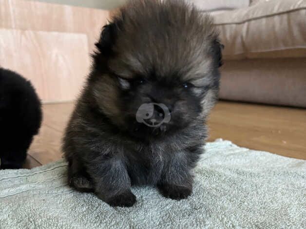 True xs teddy bear face poms for sale in Liverpool, Merseyside - Image 5