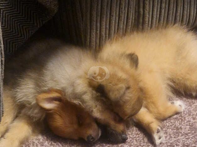 Two gorgeous little girls for sale in Wellingborough, Northamptonshire - Image 3