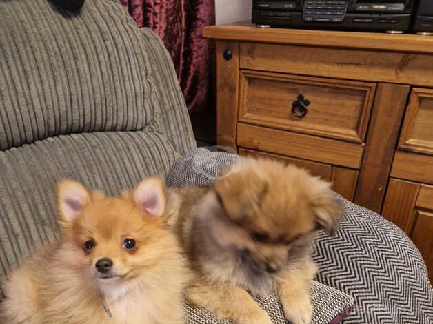 Two gorgeous little girls for sale in Wellingborough, Northamptonshire - Image 2