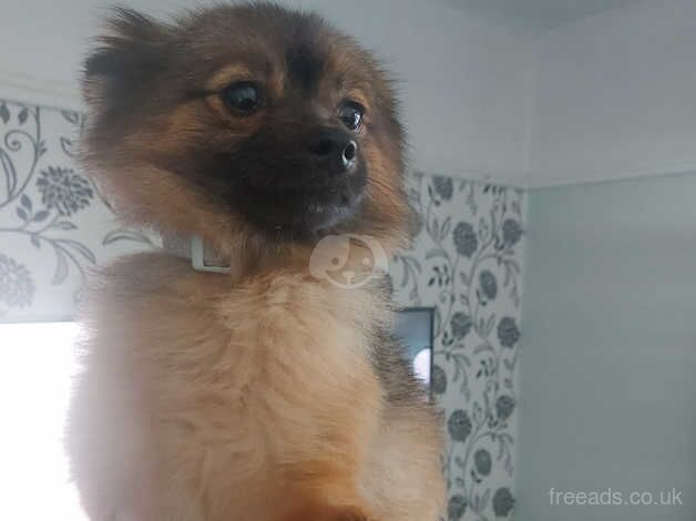 Two pomeranian 16 months old female for sale in Rhyl, Denbighshire