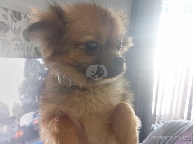 Two pomeranian 16 months old female for sale in Rhyl, Denbighshire - Image 2