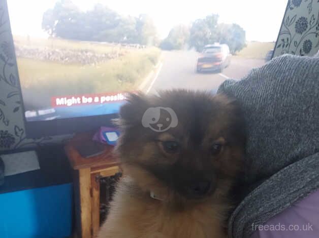 Two pomeranian 16 months old female for sale in Rhyl, Denbighshire - Image 3