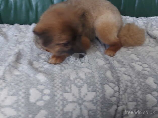 Two pomeranian 16 months old female for sale in Rhyl, Denbighshire - Image 5