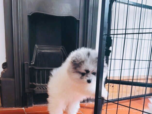 TWO STUNNING POMERANIAN BOYS for sale in Market Drayton, Shropshire