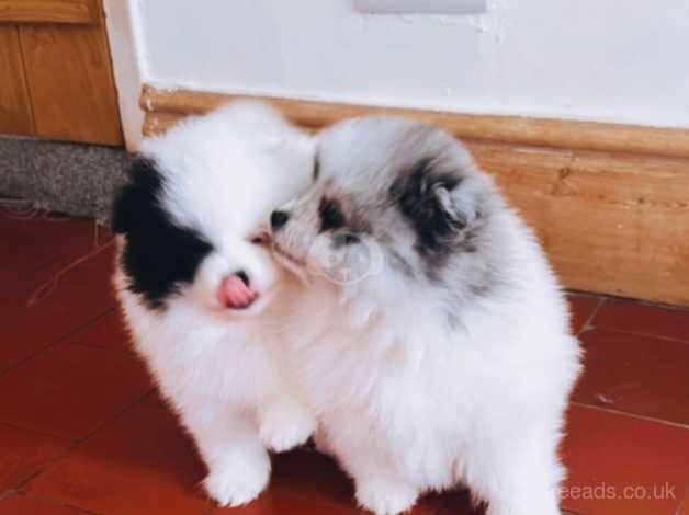 TWO STUNNING POMERANIAN BOYS for sale in Market Drayton, Shropshire - Image 2