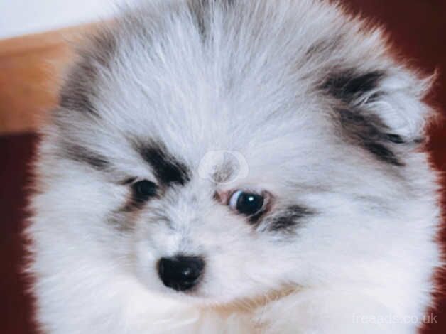 TWO STUNNING POMERANIAN BOYS for sale in Market Drayton, Shropshire - Image 5