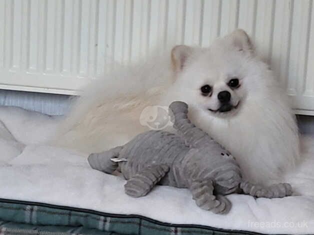 White 2 yr 9month old Pomeranian for sale in Northwich, Cheshire