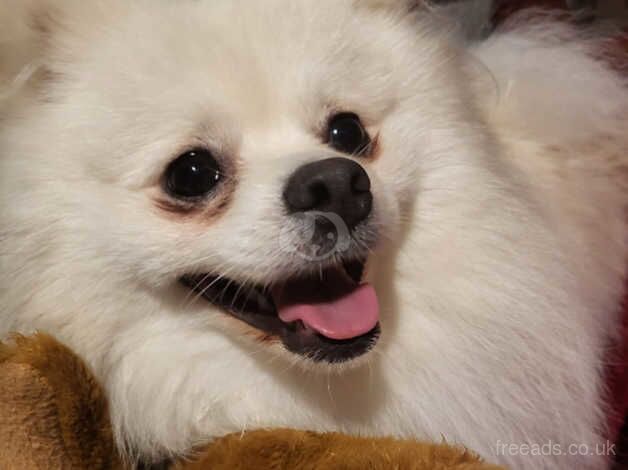 White 2 yr 9month old Pomeranian for sale in Northwich, Cheshire - Image 2