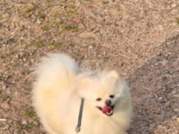 White 2 yr 9month old Pomeranian for sale in Northwich, Cheshire - Image 3