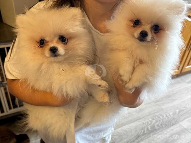 White fluffy Pomeranian for sale in Swanscombe, Kent