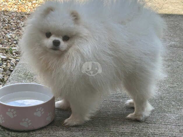 White kc boy ready for the lady's stud only for sale in Wrexham - Image 1