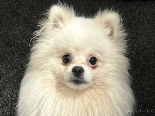 White male Pomeranian for sale in Liverpool, Merseyside