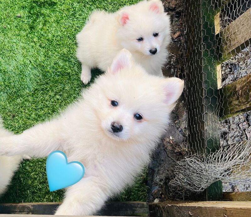 White Pomeranian Boy for sale in Thatcham, Berkshire