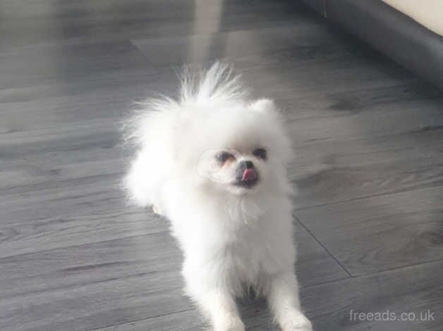 White pomeranian boy for sale in Bucknell, Shropshire - Image 1