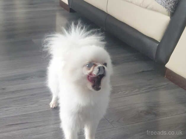 White pomeranian boy for sale in Bucknell, Shropshire - Image 2