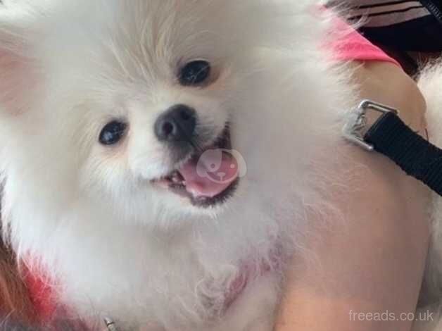 White Pomeranian girl fantastic pedigree for sale in Liverpool, Merseyside