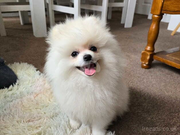 White pomeranian for sale in Skegness, Lincolnshire