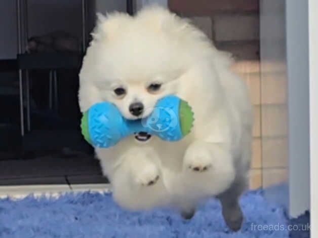 White pomeranian for sale in Skegness, Lincolnshire - Image 2