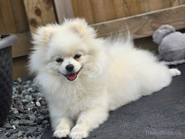 White pomeranian for sale in Skegness, Lincolnshire - Image 4