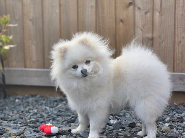 White pomeranian for sale in Skegness, Lincolnshire - Image 5