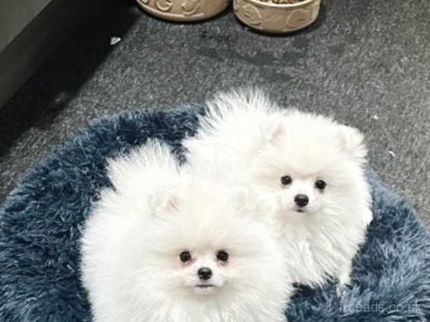 white pomeranian kc - tiny girl for sale in Coventry, West Midlands