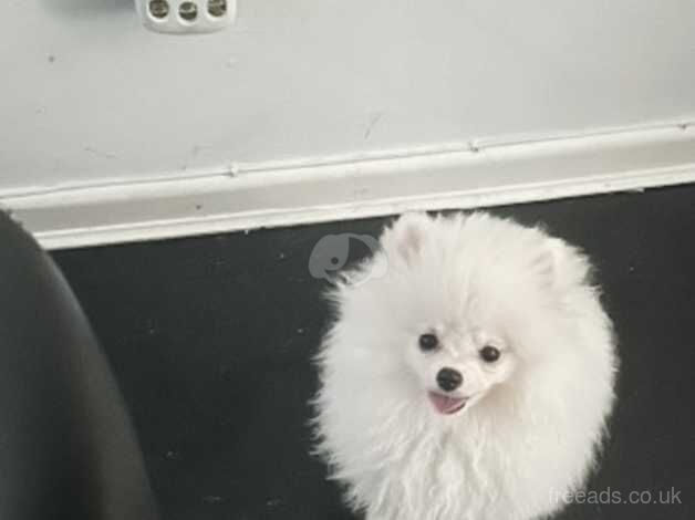 white pomeranian kc - tiny girl for sale in Coventry, West Midlands - Image 2