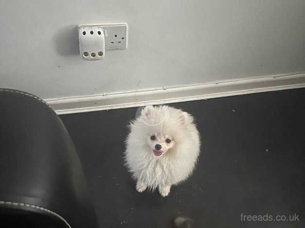 white pomeranian kc - tiny girl for sale in Coventry, West Midlands - Image 3