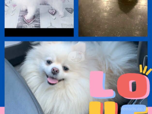 white pomeranian kc - tiny girl for sale in Coventry, West Midlands - Image 4