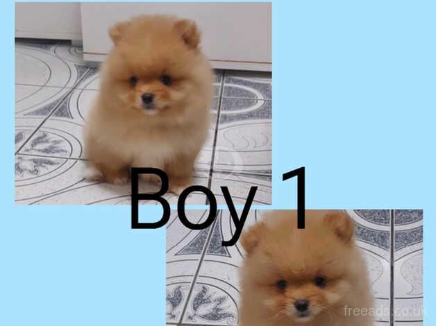 Wonderful 2 Pomeranian puppies (All males) for sale in Smethwick, West Midlands