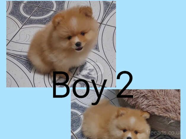 Pomeranians for sale in Smethwick, West Midlands