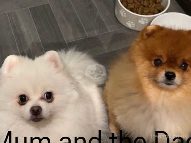 Pomeranian Puppies for sale in West Midlands