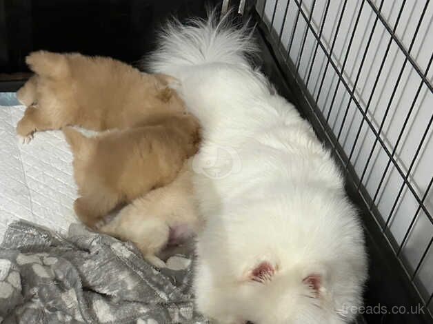 Pomeranian Puppies for sale