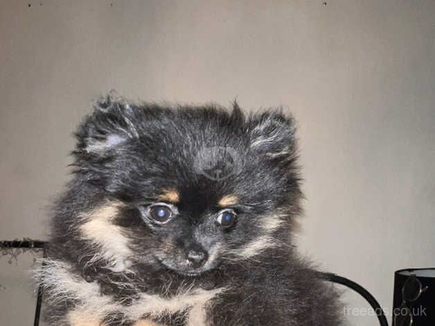 XS Black&Tan Female Pomeranian for sale in Halifax, West Yorkshire