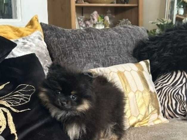 XS Black&Tan Female Pomeranian for sale in Halifax, West Yorkshire - Image 2