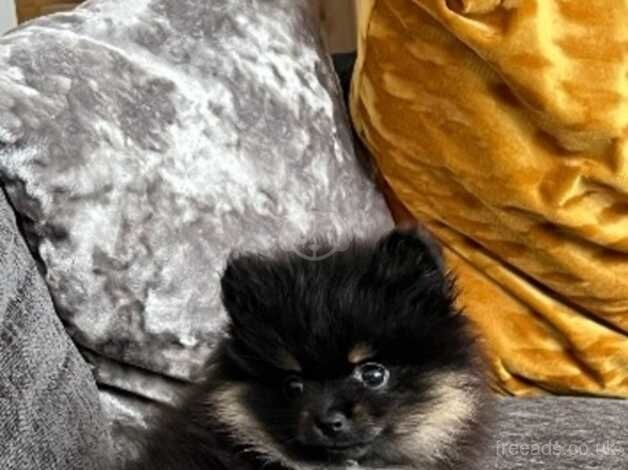 XS Black&Tan Female Pomeranian for sale in Halifax, West Yorkshire - Image 3